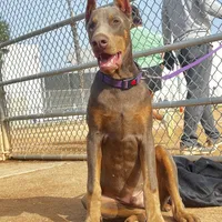 European Doberman Isaiah, a male Doberman Pinscher for sale in Van Nuys, CA – Photo 5 of 7