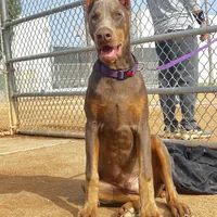 European Doberman Isaiah, a male Doberman Pinscher for sale in Van Nuys, CA – Photo 7 of 7