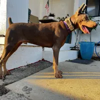 European Doberman Isaiah, a male Doberman Pinscher for sale in Van Nuys, CA – Photo 3 of 7