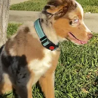 Abby, a female Miniature Australian Shepherd for sale in Van Nuys, CA – Photo 8 of 10