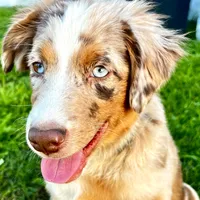 Abby, a female Miniature Australian Shepherd for sale in Van Nuys, CA – Photo 3 of 10