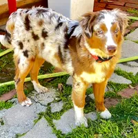Abby, a female Miniature Australian Shepherd for sale in Van Nuys, CA – Photo 6 of 10
