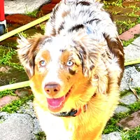 Abby, a female Miniature Australian Shepherd for sale in Van Nuys, CA – Photo 1 of 10