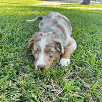 Abby, a female Miniature Australian Shepherd for sale in Van Nuys, CA – Photo 7 of 10