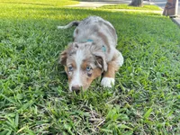 processed/f2b0914b-de99-4c5e-8de8-3d80d6fe2111/listing/b60e737a-0cd9-4a1c-8ed1-59637d4f8dd4/7f5dc3f3-a7eb-4efb-9aa0-462d62a4cb6a