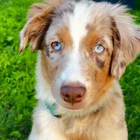 Abby, a female Miniature Australian Shepherd for sale in Van Nuys, CA – Photo 2 of 10