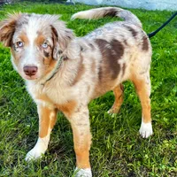 Abby, a female Miniature Australian Shepherd for sale in Van Nuys, CA – Photo 5 of 10