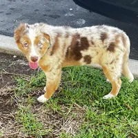 Abby, a female Miniature Australian Shepherd for sale in Van Nuys, CA – Photo 9 of 10