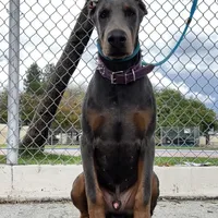 Euro Dobbie Imported Abraham, a male Doberman Pinscher for sale in Van Nuys, CA – Photo 3 of 3