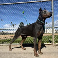 Euro Dobbie Imported Abraham, a male Doberman Pinscher for sale in Van Nuys, CA – Photo 1 of 3