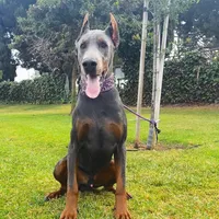 Euro Dobbie Imported Abraham, a male Doberman Pinscher for sale in Van Nuys, CA – Photo 2 of 3