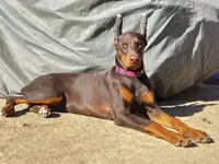 processed/f2b0914b-de99-4c5e-8de8-3d80d6fe2111/listing/ed7ea478-b800-4dd9-9537-8ae70692bded/06c7ddac-aaa3-44d8-a2ad-6fd4acf53e5d