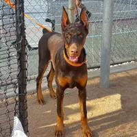 European Doberman Rebekah, a female Doberman Pinscher for sale in Van Nuys, CA – Photo 2 of 9
