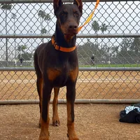 European Doberman Rebekah, a female Doberman Pinscher for sale in Van Nuys, CA – Photo 9 of 9