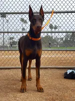 processed/f2b0914b-de99-4c5e-8de8-3d80d6fe2111/listing/ed7ea478-b800-4dd9-9537-8ae70692bded/60a86db6-9aab-49bb-b257-fe8e46e48ec8