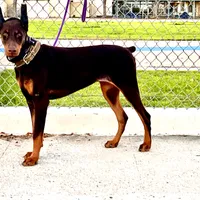 European Doberman Rebekah, a female Doberman Pinscher for sale in Van Nuys, CA – Photo 8 of 9