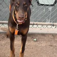 European Doberman Rebekah, a female Doberman Pinscher for sale in Van Nuys, CA – Photo 7 of 9