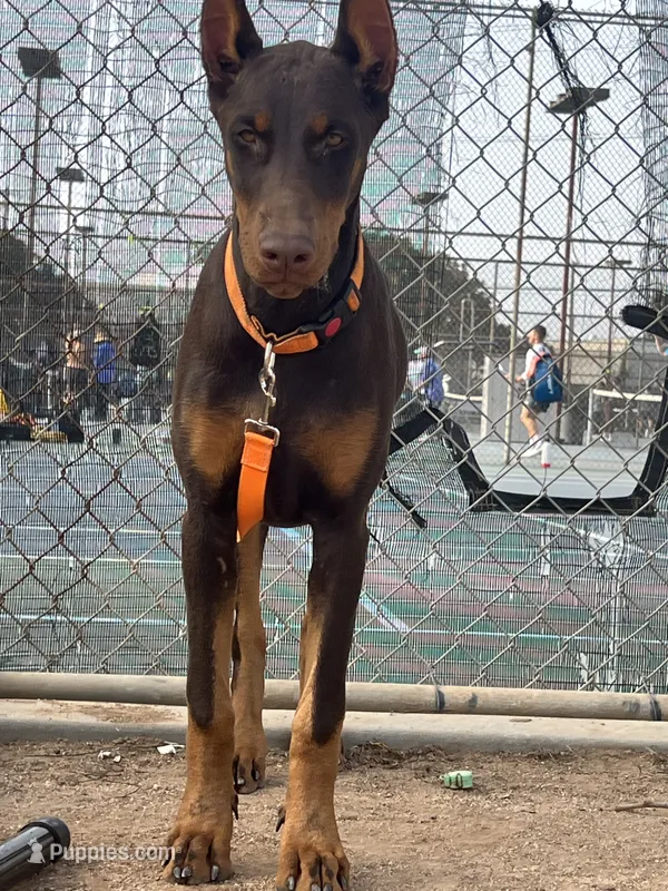 European Doberman Rebekah