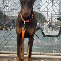European Doberman Rebekah, a female Doberman Pinscher for sale in Van Nuys, CA – Photo 1 of 9