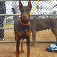 European Doberman Rebekah, a female Doberman Pinscher for sale in Van Nuys, CA – Photo 4 of 9