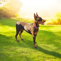 European Doberman Rebekah, a female Doberman Pinscher for sale in Van Nuys, CA – Photo 3 of 9