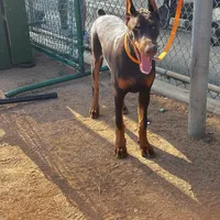 European Doberman Rebekah, a female Doberman Pinscher for sale in Van Nuys, CA – Photo 6 of 9