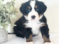 processed/f2b1f5b2-02d5-42fb-b078-cd51c7fe8e9e/listing/49b98319-61b0-4024-bdbd-dd472475abd4/5218fe27-f394-4865-91e0-34086d49938c