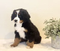 Chloe, a female Bernese Mountain Dog for sale in Mohnton, PA – Photo 2 of 7