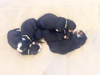 Chloe, a female Bernese Mountain Dog for sale in Mohnton, PA – Photo 5 of 7