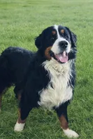 Chloe, a female Bernese Mountain Dog for sale in Mohnton, PA – Photo 7 of 7