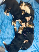 Chloe, a female Bernese Mountain Dog for sale in Mohnton, PA – Photo 4 of 7