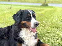 Chloe, a female Bernese Mountain Dog for sale in Mohnton, PA – Photo 6 of 7