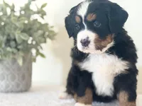 processed/f2b1f5b2-02d5-42fb-b078-cd51c7fe8e9e/listing/f8cb23d2-a919-4fa2-946b-f3b374e9cfd8/48c9dc88-c516-4df2-91cf-50d8dec705d2