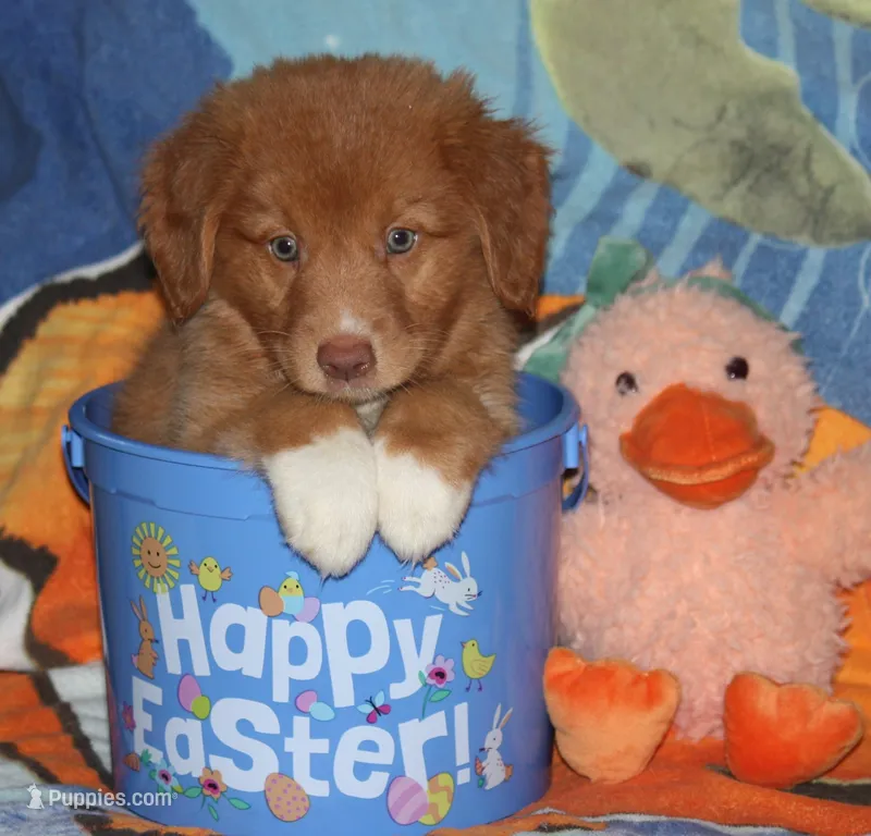 Sunny – Nova Scotia Duck Tolling Retriever puppy for sale in Fort Lauderdale, FL