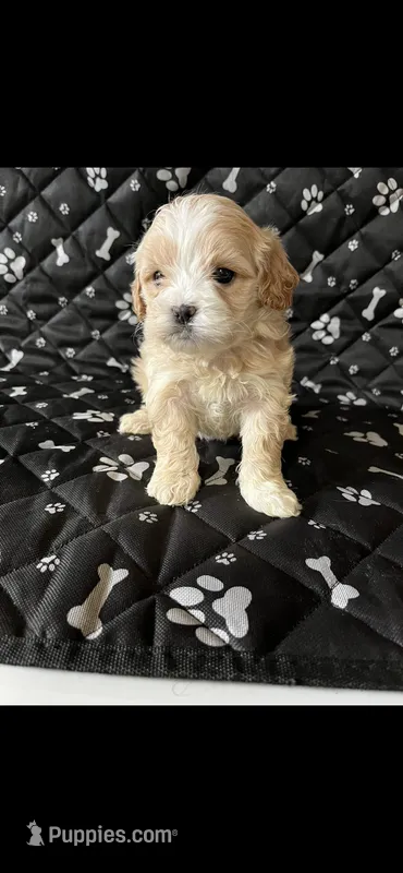Holly – Shihpoo puppy for sale in Royal Oak, MI