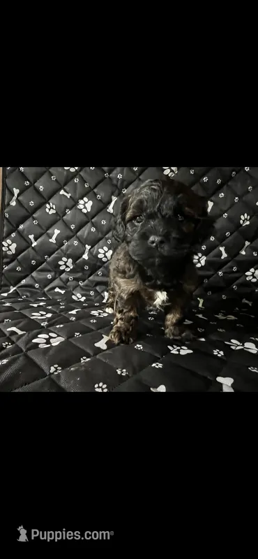 Benny – Shihpoo puppy for sale in Royal Oak, MI