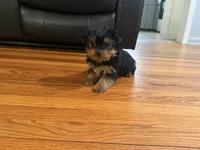 Jim jim, a male Yorkshire Terrier for sale in Royal Oak, MI – Photo 2 of 2