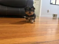 Jim jim, a male Yorkshire Terrier for sale in Royal Oak, MI – Photo 1 of 2