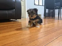 Rockey, a male Yorkshire Terrier for sale in Royal Oak, MI – Photo 2 of 2