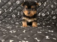 Jim jim, a male Yorkshire Terrier for sale in Royal Oak, MI – Photo 1 of 2