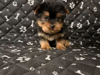 Jim jim, a male Yorkshire Terrier for sale in Royal Oak, MI – Photo 2 of 2