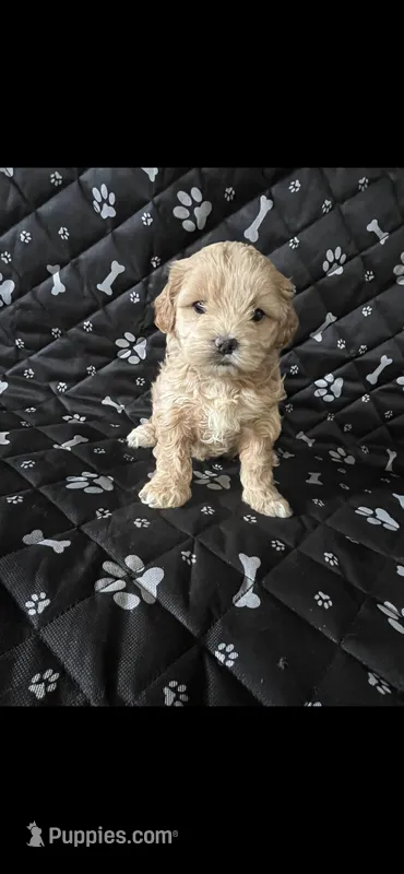 Milly – Shihpoo puppy for sale in New York City, NY