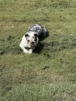 Mercedes, a female English Bulldog for sale in McKinney, TX – 2 of 3