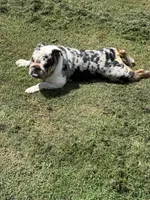 Mercedes, a female English Bulldog for sale in McKinney, TX – 3 of 3