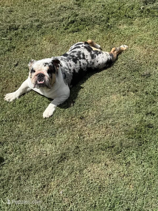Mercedes – English Bulldog puppy for sale in McKinney, TX