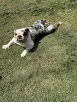 Mercedes, a female English Bulldog for sale in McKinney, TX – 1 of 3