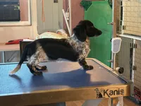 Lindy, a female Miniature Dachshund for sale in Paris, TX – Photo 2 of 8