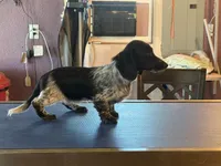 Lindy, a female Miniature Dachshund for sale in Paris, TX – Photo 5 of 8