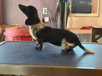 Lindy, a female Miniature Dachshund for sale in Paris, TX – Photo 6 of 8