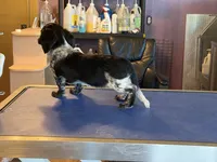 Lindy, a female Miniature Dachshund for sale in Paris, TX – Photo 4 of 8